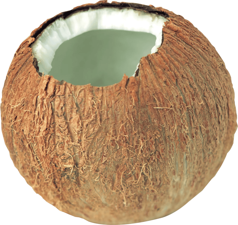 30+ Coconut PNG Clipart Collection - Vibrant Tropical Food Illustrations for Designers and Creators