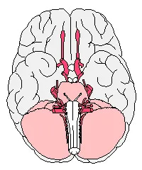 Medical Illustrations Pack - Healthcare & Anatomy Art - Detailed Medical Graphics for Wellness, Education, and Professional Use