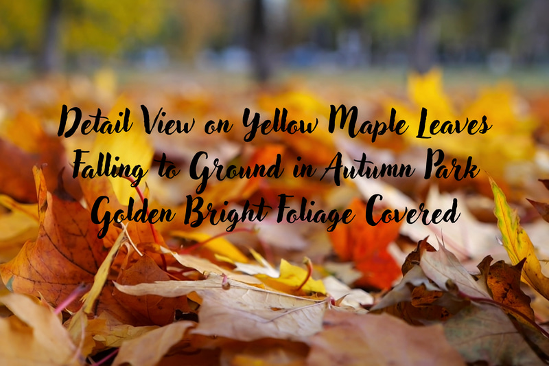 Autumn Maple Leaves Falling Golden - Cinematic Nature Stock Video for Wildlife and Weather Visuals