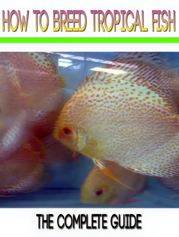 How to Breed Tropical Fish Step-by-Step Aquatic Guide - Comprehensive Tropical Fish Breeding Manual for Hobbyists and Aquaculture Enthusiasts