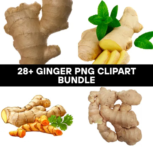 28+ Ginger PNG Clipart Bundle - Vibrant Food & Beverage Illustrations for Creative Branding and Content Design