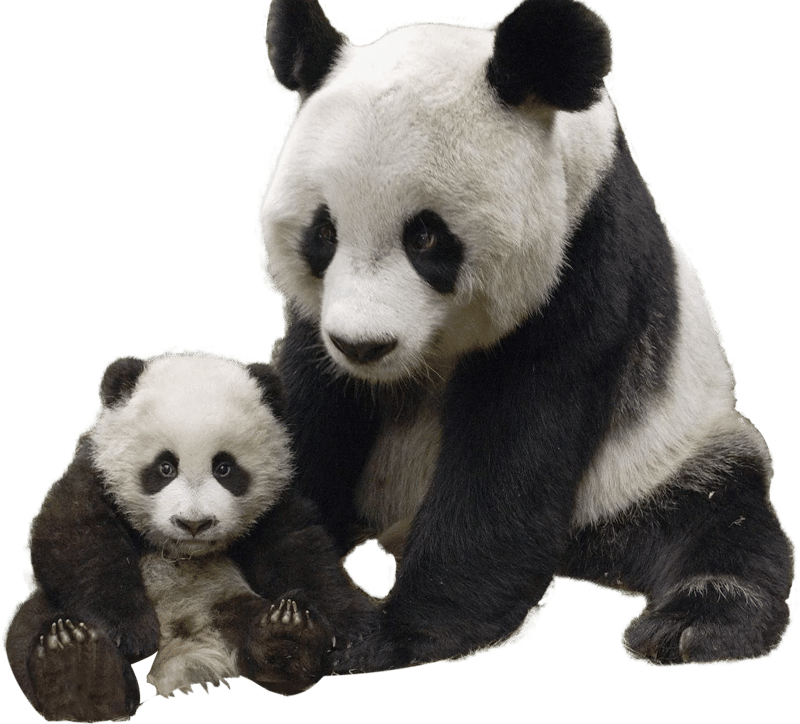 37+ Panda PNG Clipart Collection - Charming Wildlife Vector Art for Designers and Creators