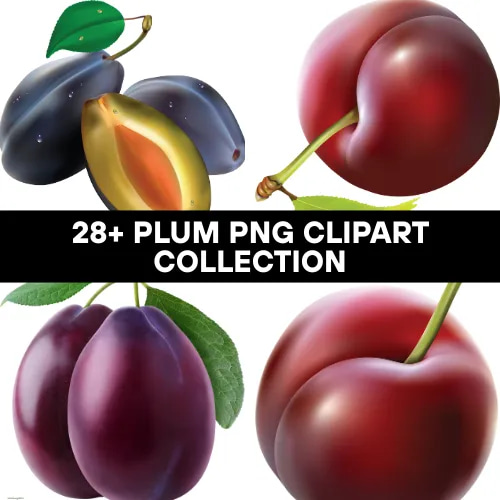 28+ Plum PNG Clipart Collection - Vibrant Food and Beverage Illustrations for Designers and Creators