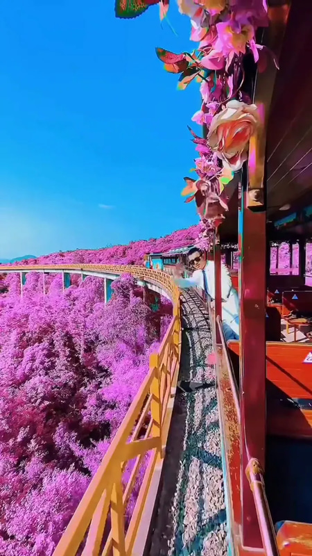 200+ Mystic Canopy Reels - Forest Bathing - Cinematic Nature Reels for Immersive Wellness and Creative Video Projects