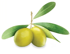 39+ Olive PNG Clipart Pack - Vibrant Food & Beverage Illustrations for Designers and Creators