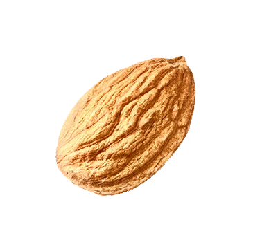77+ Almond PNG Clipart Collection - Premium Food & Beverage Illustrations for Creative Projects and Branding