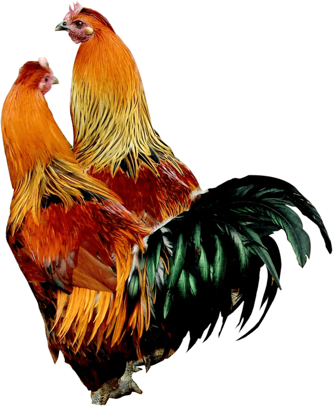 51+ Rooster PNG Clipart Set - Vibrant Animal Illustrations for Creative Wildlife Projects