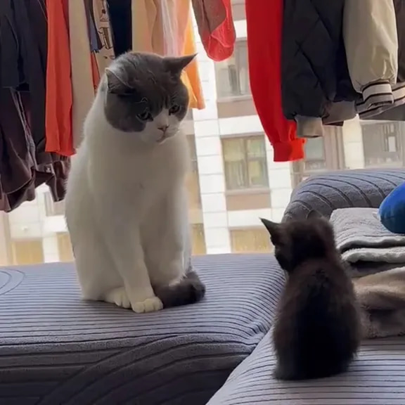 AI Cat Lovers Reels - 100+ Feline Shorts - Cinematic AI-Generated Pet Reels for Content Creators and Animal Enthusiasts