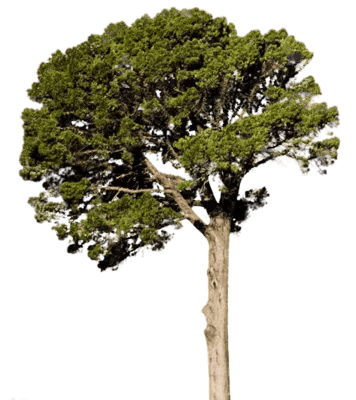 40+ Fir Tree PNG Clipart - Handcrafted Natural Evergreen Illustrations for Creative Nature Projects and Branding