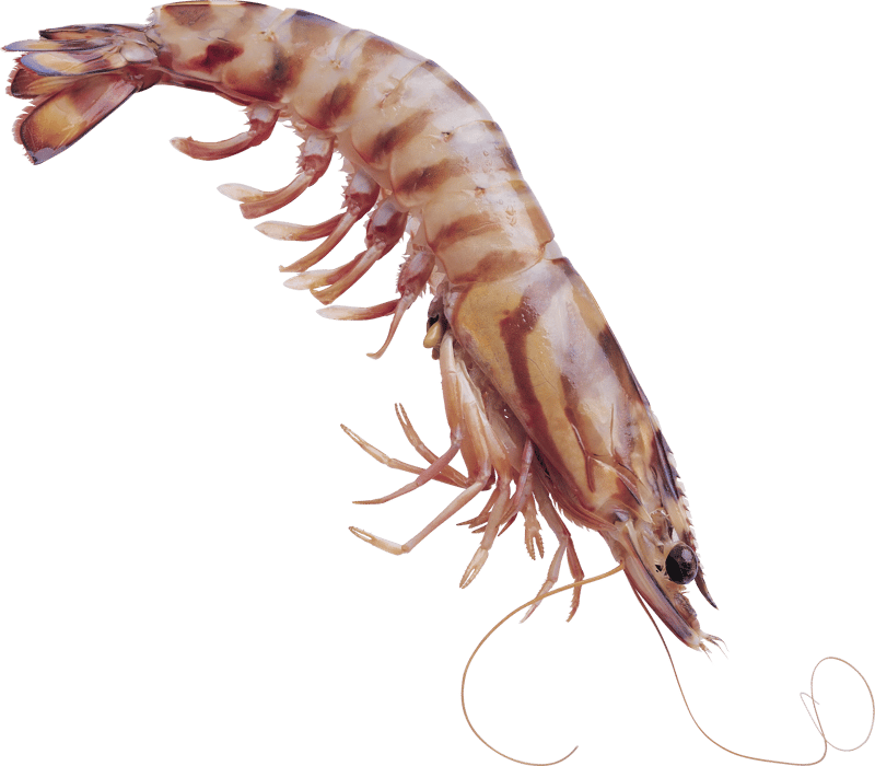 27+ Lobster PNG Clipart Set - Vibrant Animal Illustrations for Creative Projects and Wildlife Designs