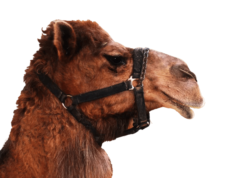 46 Plus Camel PNG Clipart Pack - Versatile Wildlife Vector Art for Designers and Creators