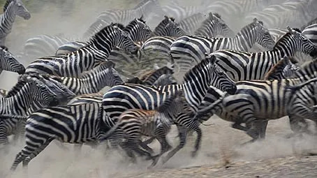 Africa Vibes Cultural Theme - Immersive PC Theme Pack for Creative and Professional Use