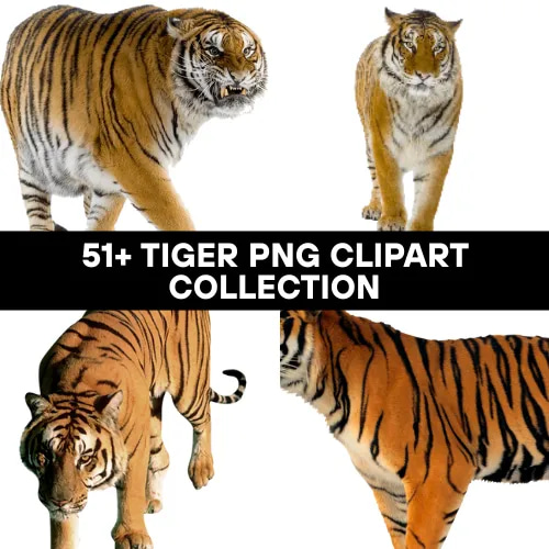 51+ Tiger PNG Clipart Collection - Vibrant Wildlife Illustrations for Designers and Creators