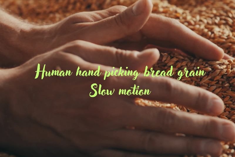 Hand Picking Grain Slow Motion - Cinematic Slow Motion Wildlife and Nature Stock Video for Filmmakers and Content Creators 2025