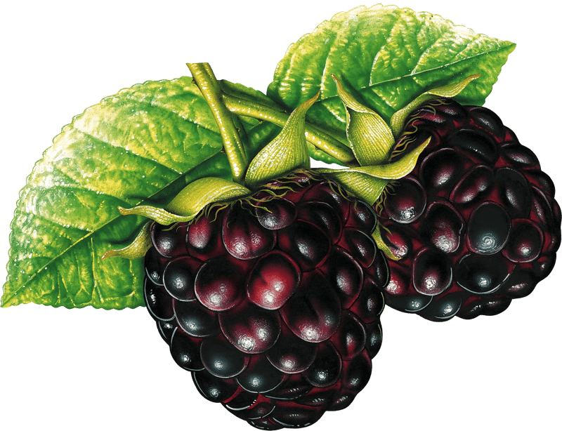 48+ Blackberry PNG Clipart Set - Vibrant Food & Beverage Vector Illustrations for Creative Projects and Branding