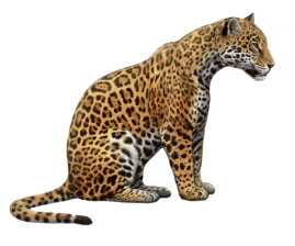 27+ Jaguar PNG Clipart Collection - Vibrant Wildlife Vector Art for Creative and Commercial Use